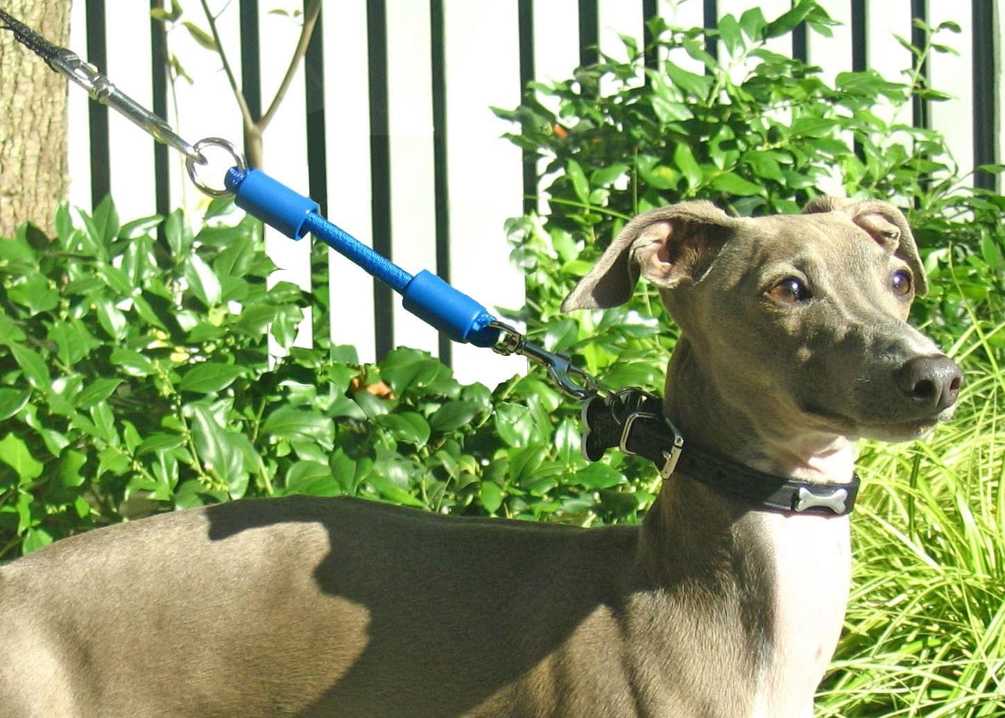 Galgo italiano pequeño con accesorio de extensión de correa azul Jerk-Ease extra pequeño sujeto a la correa