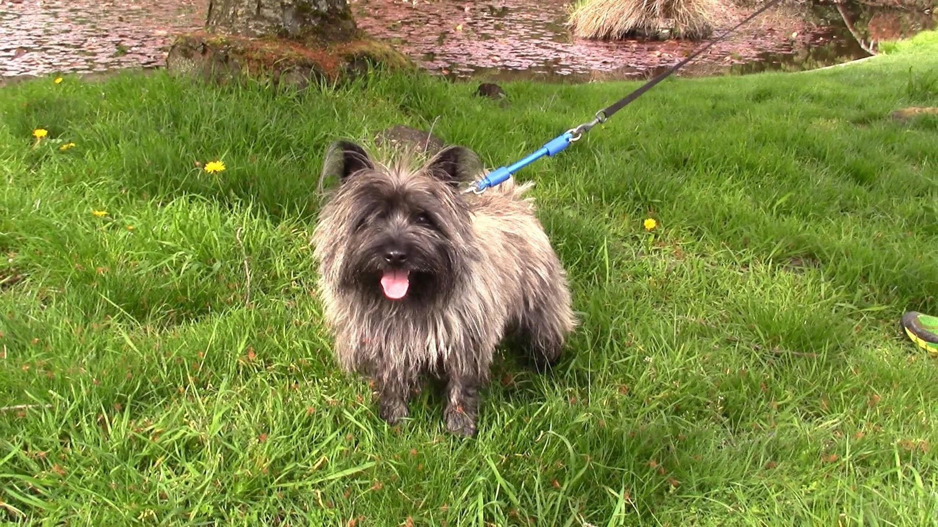 Small Cairn Terrier with  blue Jerk-Ease Leash attachment fastened to leash 