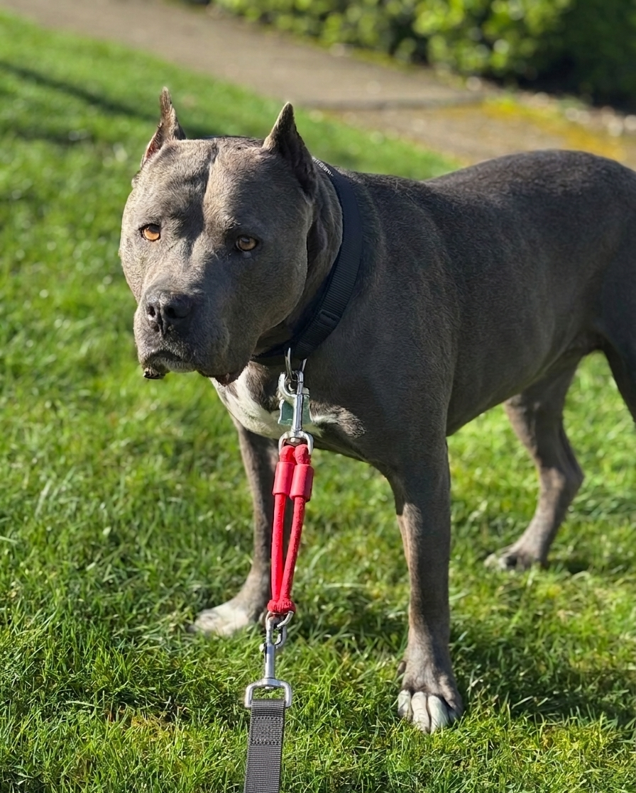 Dog owner using Jerk-Ease® Large bungee leash extension during walk with large dog