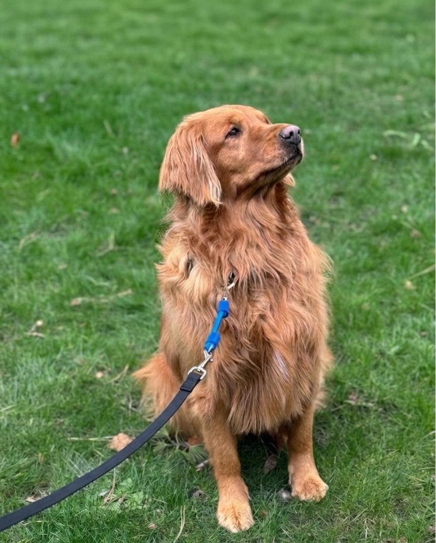 Medium dog wearing Jerk-Ease® bungee leash extension attachment during walk