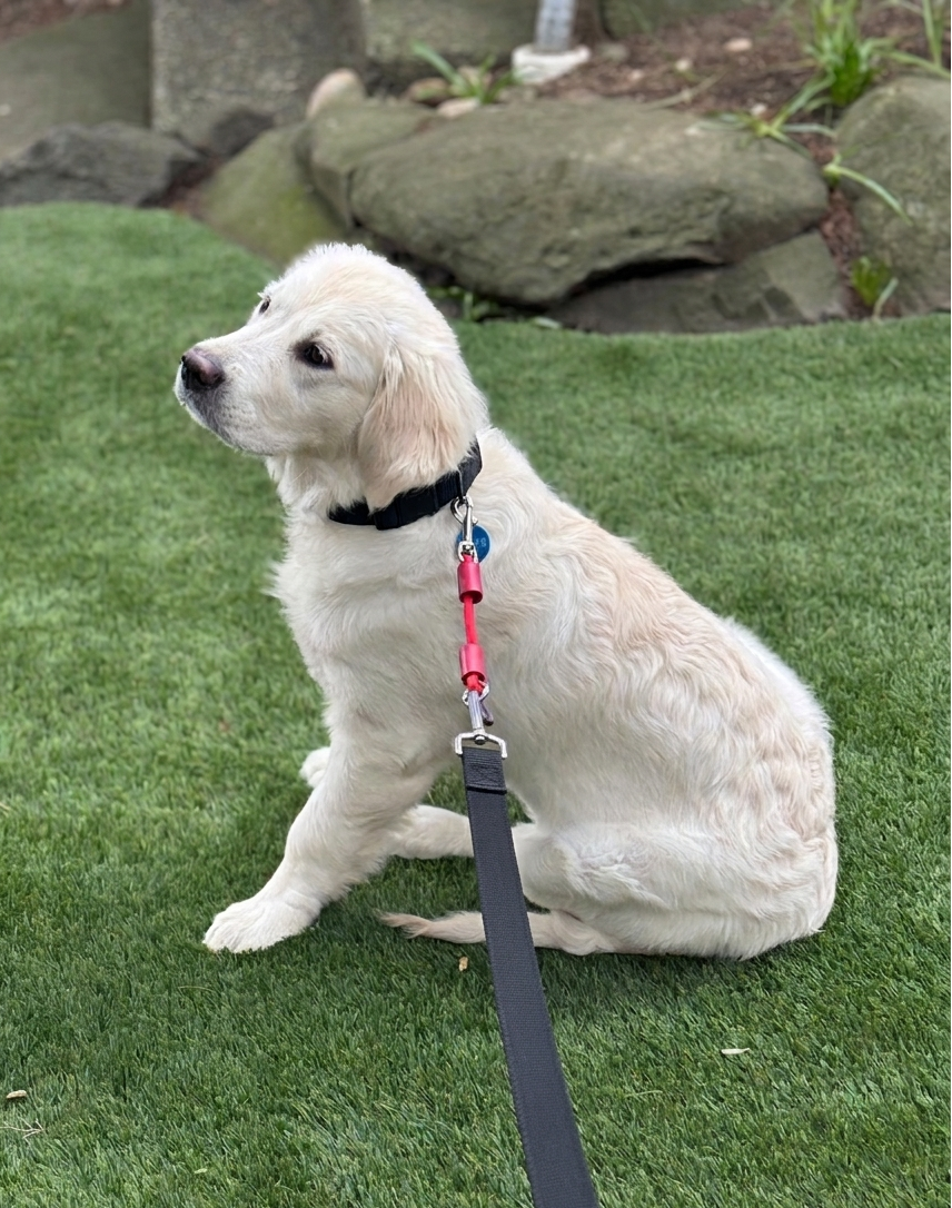 Jerk-Ease® Bungee Dog Leash Extension, Small